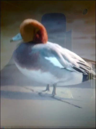 Quel est le nom de ce canard ?
