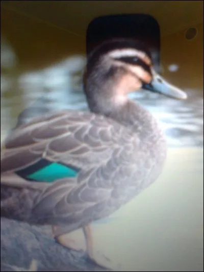 Quel est le nom de ce canard ?