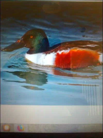 Quel est le nom de ce canard ?