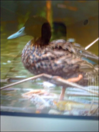 Quel est le nom de ce canard ?