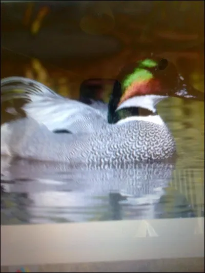 Quel est le nom de ce canard ?