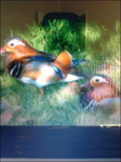 Quel est le nom de ce canard ?