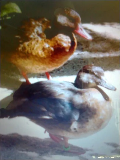 Quel est le nom de ce canard ?