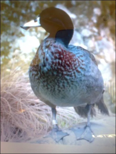 Quel est le nom de ce canard ?