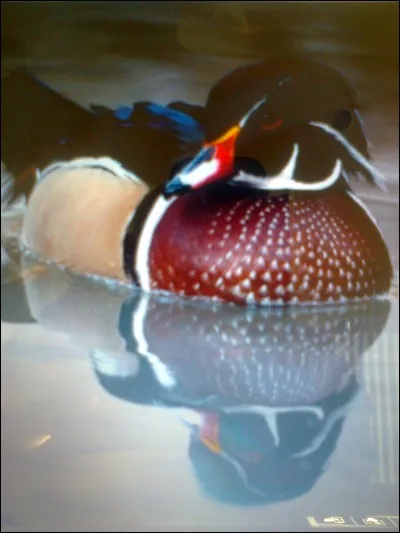 Quel est le nom de ce canard ?