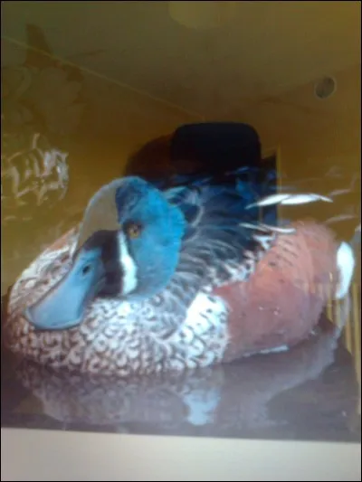 Quel est le nom de ce canard ?