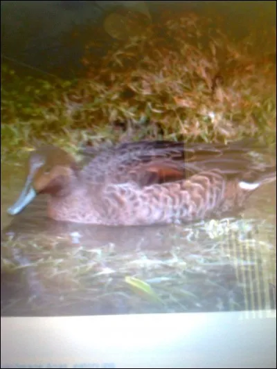 Quel est le nom de ce canard ?