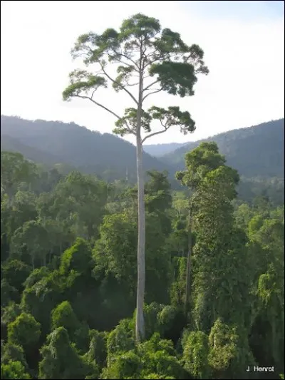 Où a été découvert le plus grand arbre tropical du monde ? (89,5 m)