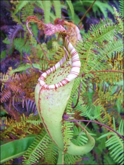 Quel est le nom de cette plante carnivore ?