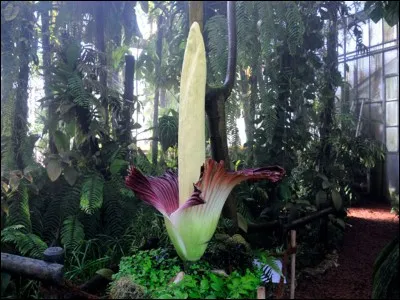 Quel est le surnom de cette fleur ?