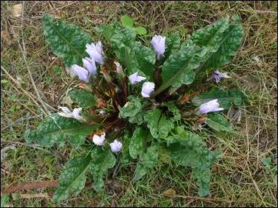 On prête à la mandragore des vertus magiques.