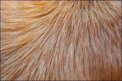 Tes poils sont...