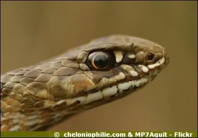 Est-ce une vipère ?