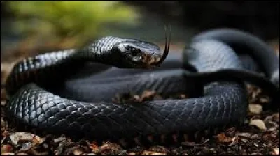 Comment reconnait-on le mamba noir ?