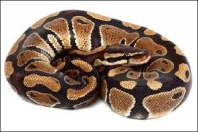 Quel est ce serpent ?