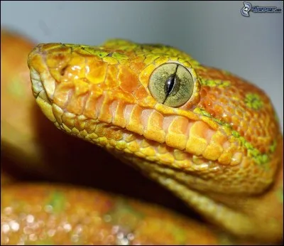 Les serpents détectent la chaleur corporelle.
