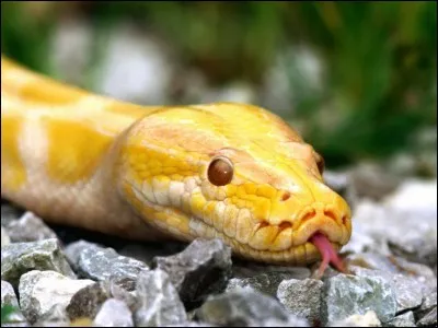 La langue des serpents détecte les odeurs ?