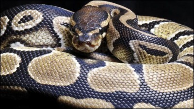 Quel est le nombre approximatif d'espèces de serpents ?
