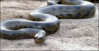 Quelle longueur peuvent atteindre les plus gros serpents ?