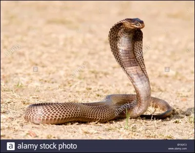 Quel est le nom de ce serpent ?