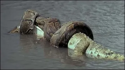 Un gros serpent peut avaler un crocodile entier.