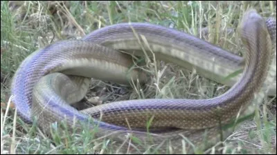 Les serpents ont deux pénis.