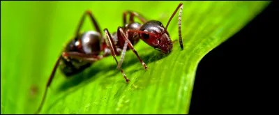 A quel auteur doit-on la trilogie "Les Fourmis", "Le Jour des fourmis", et "La Révolution des fourmis" ?