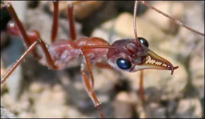 La piqûre de la fourmi "bouledogue" peut entraîner la mort d'un individu.