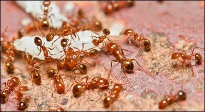 A quel chanteur, célèbre pour sa "Boîte de jazz", doit-on le titre "Les Fourmis rouges" ?