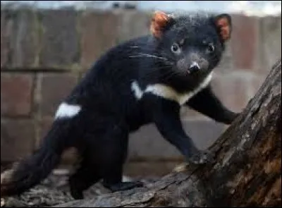 Cet animal est un chien de prairie.