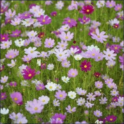 Quelle est ta fleur préférée ?