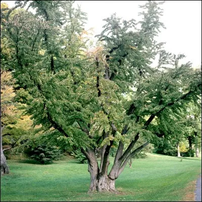 Le corps de l'arbre est appelé :