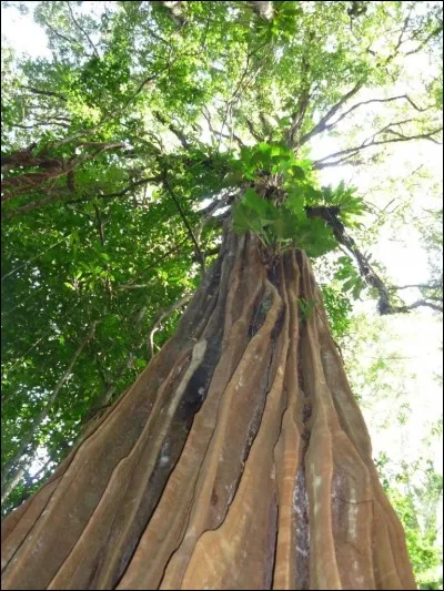 Quel est cet arbre ?
