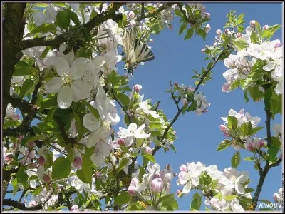 Tous les arbres sont guérisseurs.