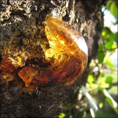 Comment appelle-t-on "le sang" de l'arbre ?