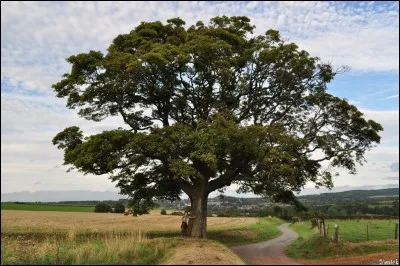 Ce qui enveloppe l'arbre est appelé...