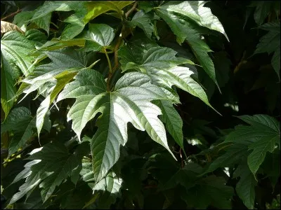 Le mûrier produit des...