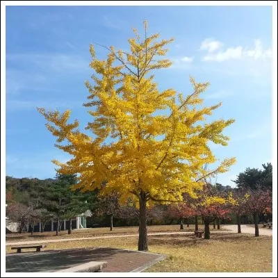 Quelle partie de l'arbre s'enfonce dans la terre ?