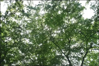 De quoi sont principalement garnies les branches des arbres ?