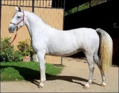 Je suis un magnifique cheval de dressage et je suis originaire d'Autriche. Qui suis-je ?