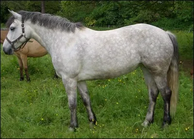 Quel est ce poney ?
