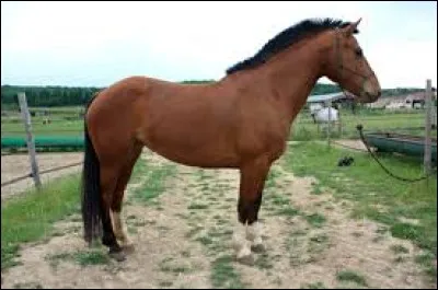 Je suis un parfait cheval d'attelage. Qui suis-je ?