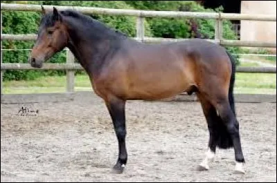 Je suis un poney génial en CSO et je suis adorable avec les enfants. Je suis...