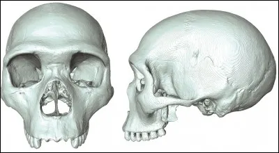 Pourquoi l'homme de Néandertal a-t-il disparu ?