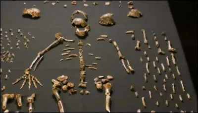 Quand et où sont apparus les premier fossiles de l'Homo habilis ?