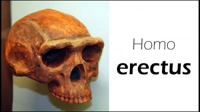 Que signifie"Homo erectus" en latin ?