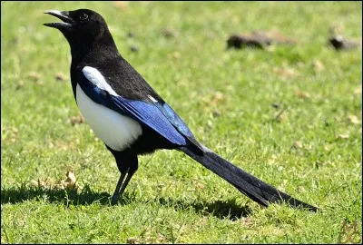 Quel est cet animal ?