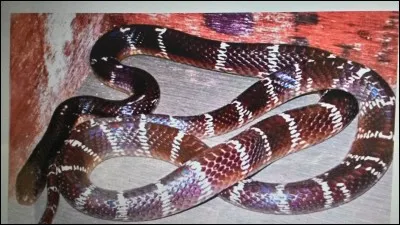 Quel est le nom de ce serpent ?