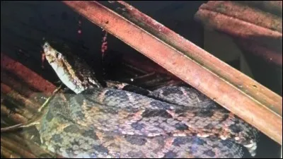 Quel est le nom de ce serpent ?