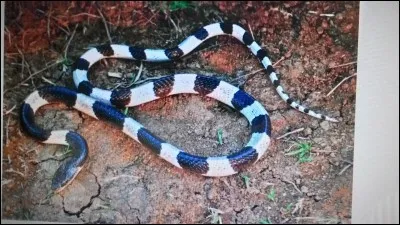 Quel est le nom de ce serpent ?